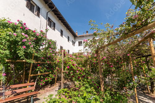Il roseto di rose Bourbon presso il monastero/abbazia di Kostanjevica, Nova Gorica, in una soleggiata domenica di primavera