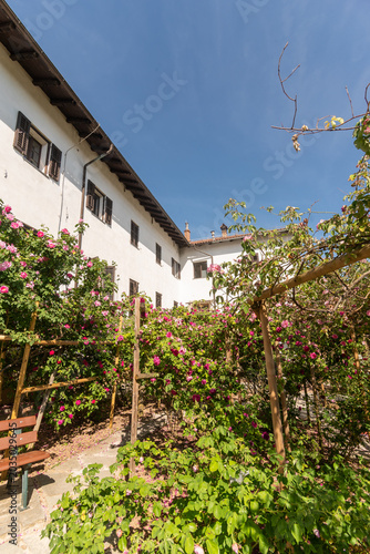 Il roseto di rose Bourbon presso il monastero/abbazia di Kostanjevica, Nova Gorica, in una soleggiata domenica di primavera