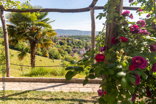 La collezione di  rose Bourbon presso il monastero di Kostanjevica, Nova Gorica, con in secondo piano le verdi colline di Gorizia 