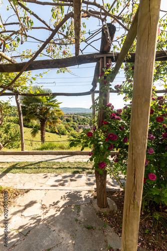 La collezione di  rose Bourbon presso il monastero di Kostanjevica, Nova Gorica, con in secondo piano le verdi colline di Gorizia 