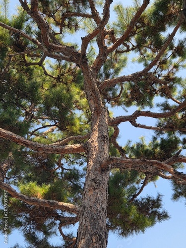 Photography trees in the forest