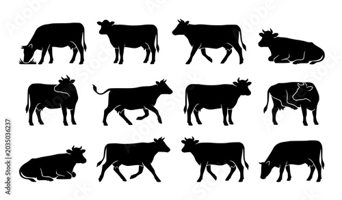 Schilderij op canvas Minimal cow silhouette set with various grazing and standing cattle poses for fa