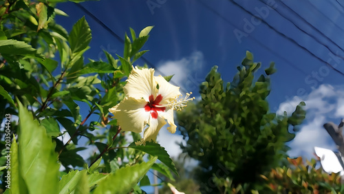 Tropical Hibiscus Flower Blooming Under Blue Sky