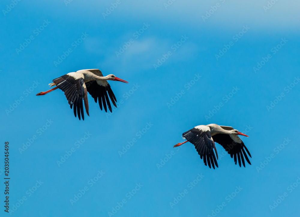 Fototapeta premium A pair of white stork birds fly symbolically against a blue sky on a summer sunny day with their wings spread.