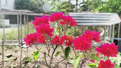pink flowers in a garden