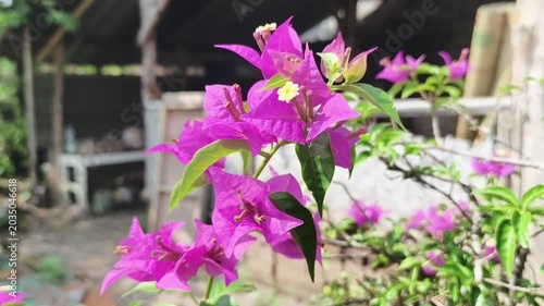 pink flowers in a garden