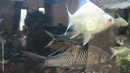 fish in aquarium