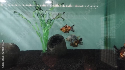 fish in aquarium