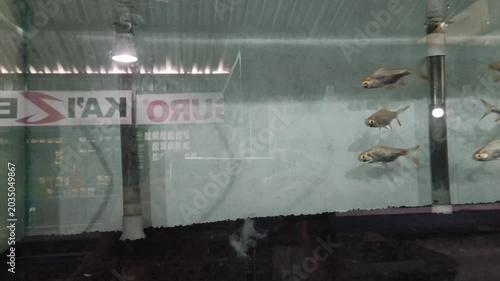 fish in aquarium