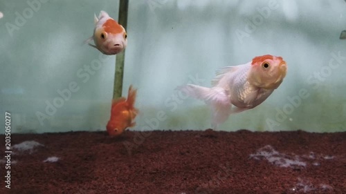 fish in aquarium