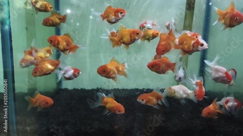fish in aquarium
