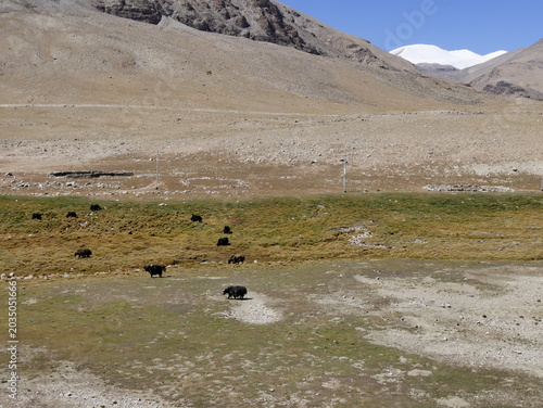 highland in ladakh in summer with yaks in the valley in the distance, himalayan landscape
