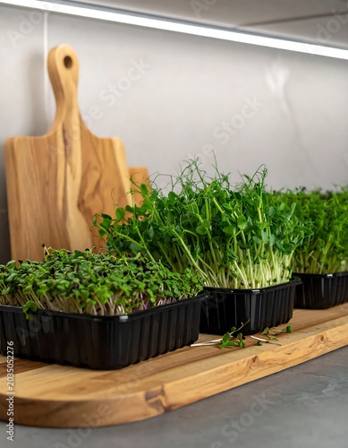 Fresh Green Microgreens Growing in Black Trays on Wooden Kitchen Counter