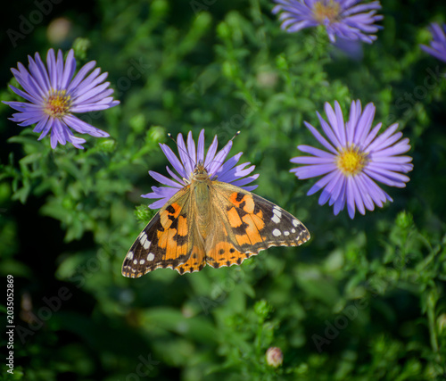 Colorful painted lady butterfly feeding on flower.