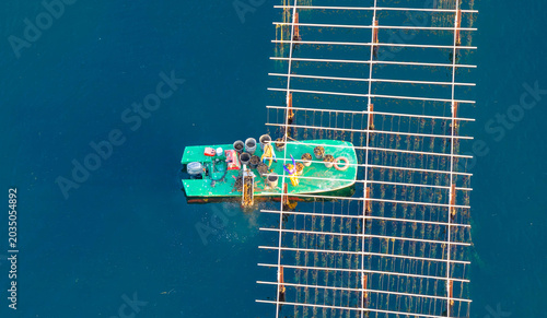 Oyster farmers on a boat, retrieving oysters from ropes, on the Thau lagoon, in Occitanie, France