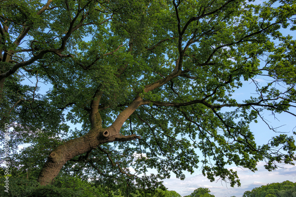 Fototapeta premium tree in the forest