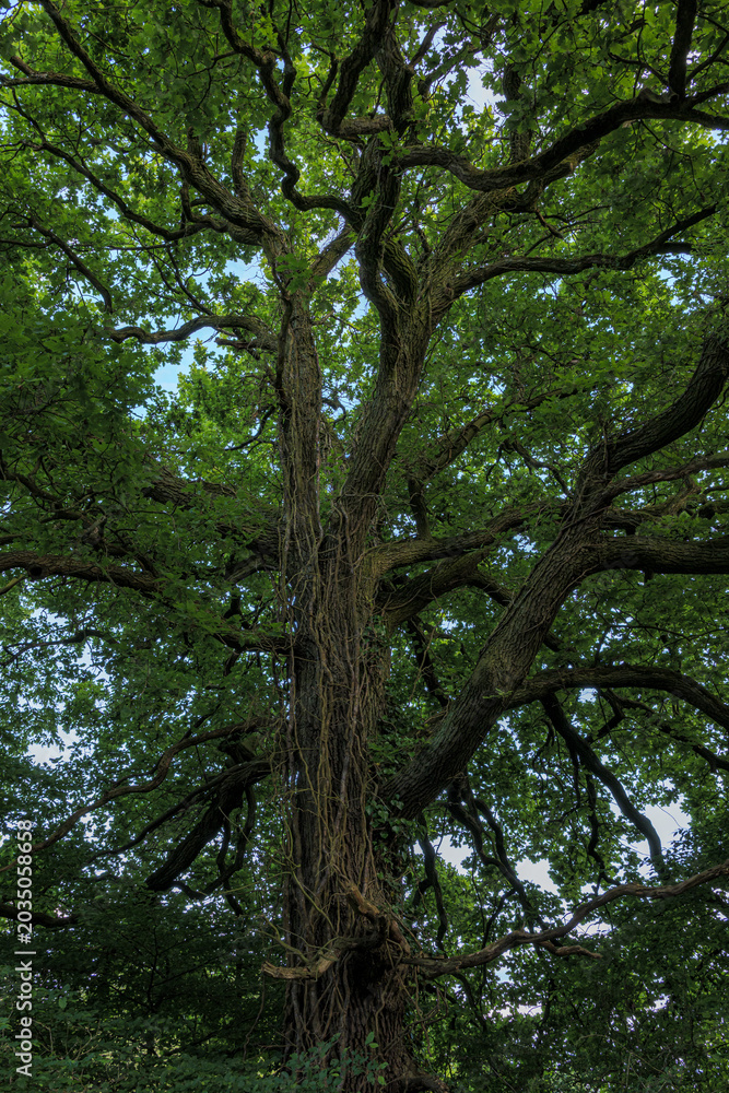Fototapeta premium trees in the forest
