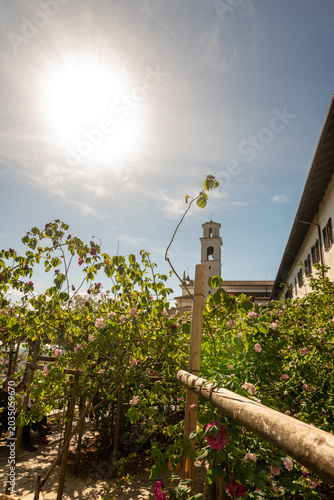Roseto di rose Bourbon presso il monastero di Castagnevizza o Kostanjevica in primavera 