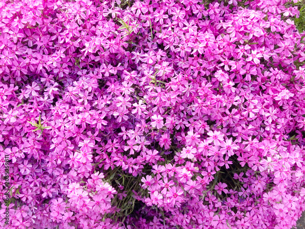 Fototapeta premium 芝桜, 花, ピンク, 自然, 植える, 桜, シバザクラ, 庭, 紫, 全盛期, 咲く, 色, 植物, サマー, すごい, ブーゲンビリア, 公園, 季節, 美しい, スミレ, フローラル, 赤, 野原, ペチュニア, moss phlox, flower, pink, nature, plant, cherry blossom, garden, purple, peak season, blo
