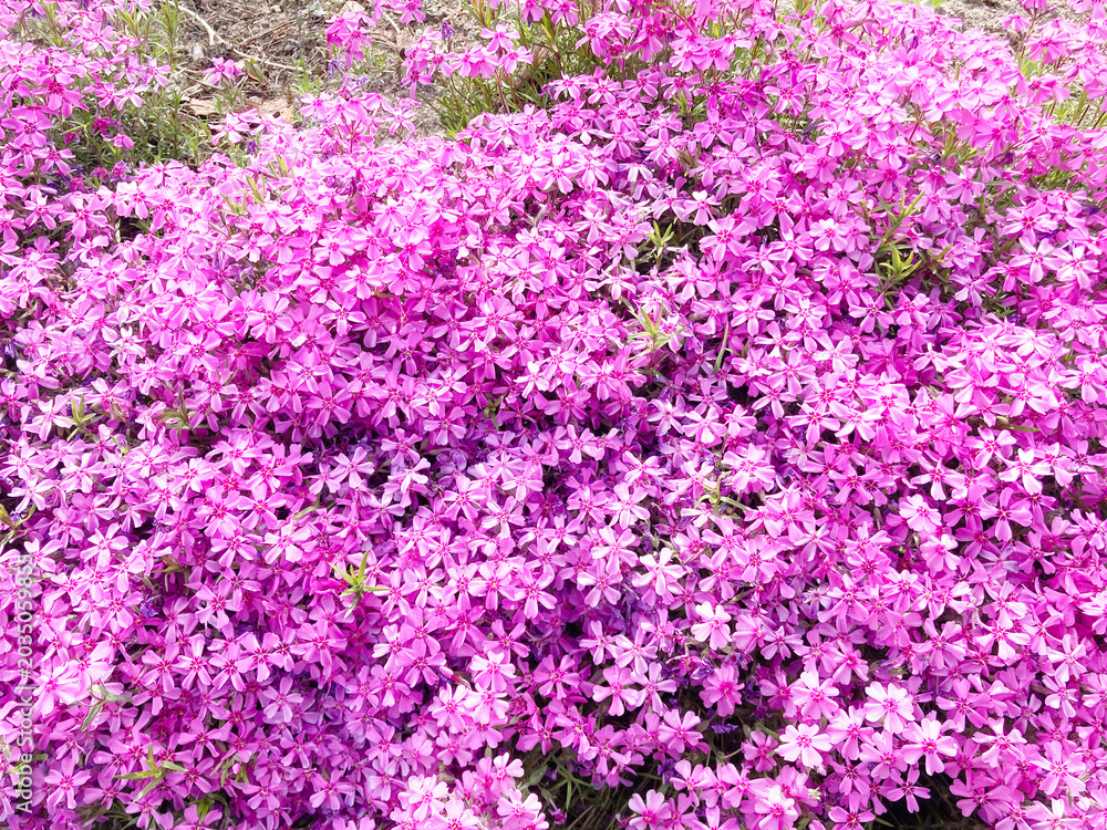 Obraz premium 芝桜, 花, ピンク, 自然, 植える, 桜, シバザクラ, 庭, 紫, 全盛期, 咲く, 色, 植物, サマー, すごい, ブーゲンビリア, 公園, 季節, 美しい, スミレ, フローラル, 赤, 野原, ペチュニア, moss phlox, flower, pink, nature, plant, cherry blossom, garden, purple, peak season, blo