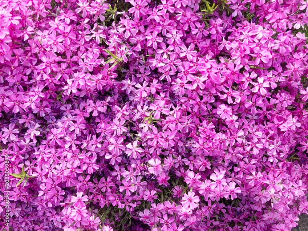 Obraz premium 芝桜, 花, ピンク, 自然, 植える, 桜, シバザクラ, 庭, 紫, 全盛期, 咲く, 色, 植物, サマー, すごい, ブーゲンビリア, 公園, 季節, 美しい, スミレ, フローラル, 赤, 野原, ペチュニア, moss phlox, flower, pink, nature, plant, cherry blossom, garden, purple, peak season, blo