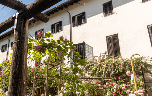 Roseto di rose Bourbon presso il monastero di Castagnevizza o Kostanjevica in primavera 