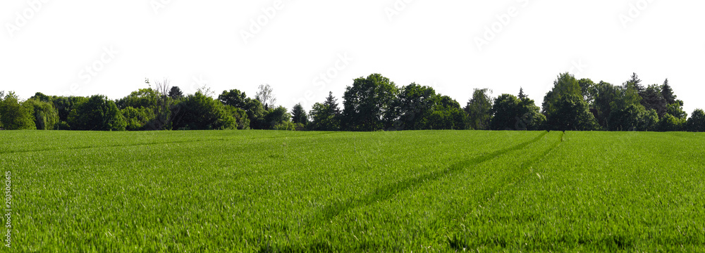 Obraz premium rural green grass field or agricultural field landscape with dark tree line and sky isolated on white or transparent png