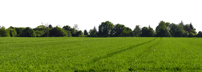 rural green grass field or agricultural field landscape with dark tree line and sky isolated on white or transparent png
