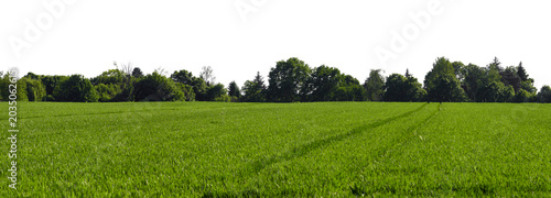rural green grass field or agricultural field landscape with dark tree line and sky isolated on white or transparent png