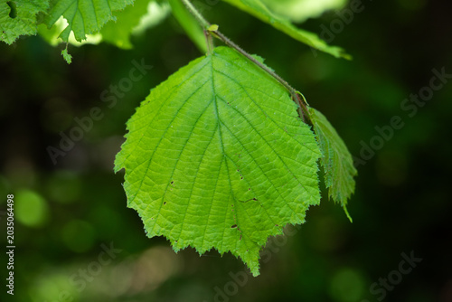 Haselnussblatt