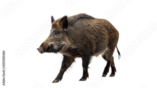 Tableau sur toile Full body shot of a wild forest wild boar or sus scrofa walking calmly on transp