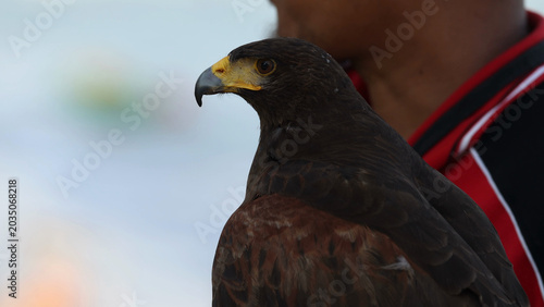 Slika na platnu Close-up Profile of a Harris Hawk Perched Near Its Handler