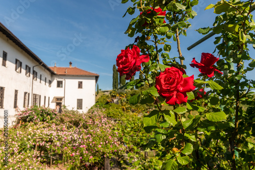 Il monastero sloveno francescano di Kostanjevica o Castagnevizza con in primo piano parte della sua collezione di rose Bourbon rosse,  in primavera 