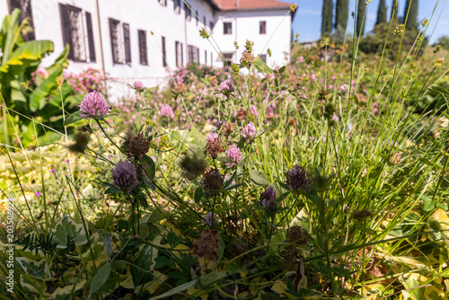 Il giardino fiorito presso il monastero sloveno di Kostanjevica o Castagnevizza in primavera 