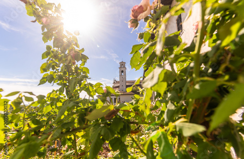 Monastero francescano sloveno di Kostanjevica o Castagnevizza con il suo roseto di rose Bourbon in una giornata soleggiata di primavera 