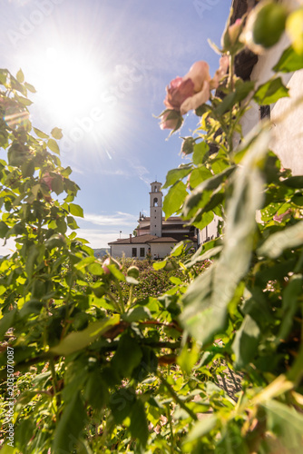 Monastero francescano sloveno di Kostanjevica o Castagnevizza con il suo roseto di rose Bourbon in una giornata soleggiata di primavera 