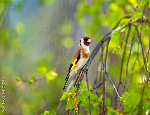 Portrait of a beautiful songbird, a goldfinch, sitting in a sunny spring May ...
