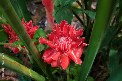 Vibrant red torch ginger flower bloom growing beautifully in lush tropical nature environment with bright green leaf reflecting peaceful natural beauty and exotic floral elegance