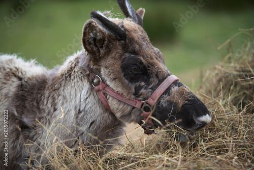 Fotografie Reiner on farm