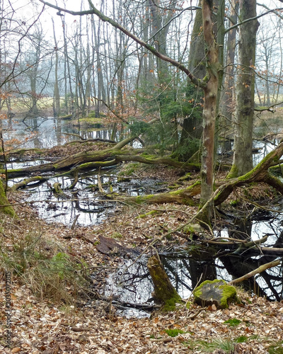 Valokuva Muddy path with fallen leaves and trees near the wetland in early morning light