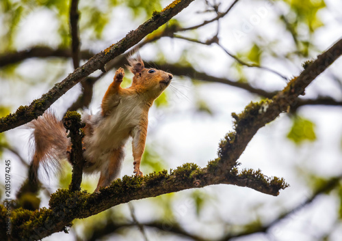 A cute fluffy squirrel sits on a tree in a sunny spring park and waves its pa...