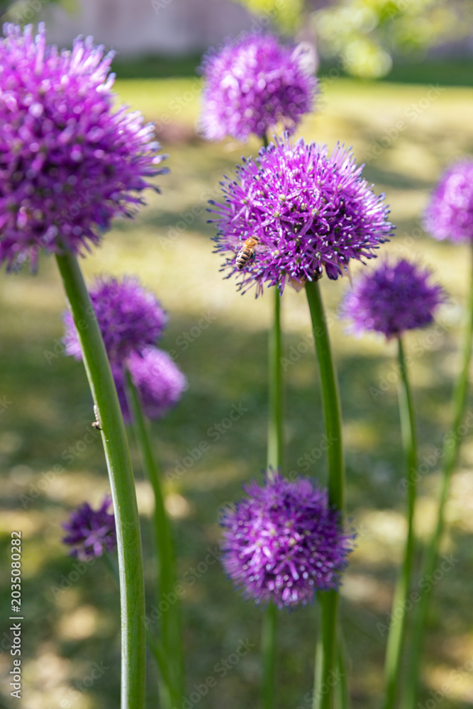 Fototapeta premium A vertical close-up shot focusing on a single vibrant purple allium flower head blooming proudly in a sun-drenched green field. The shallow depth of field creates a beautiful, smooth background blur, 
