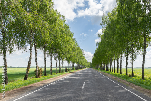 Bild auf Leinwand An empty asphalt road stretching through a picturesque green alley of lush birch trees under a blue sky