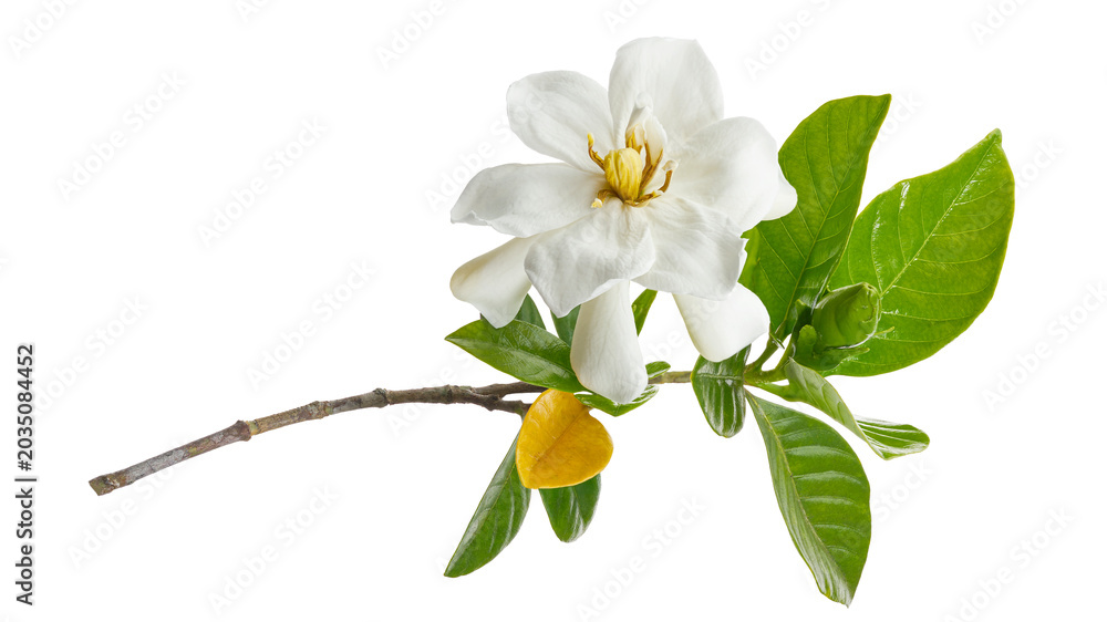 Photography Poster Cape Jasmine Flowers with Green Leaves Isolated