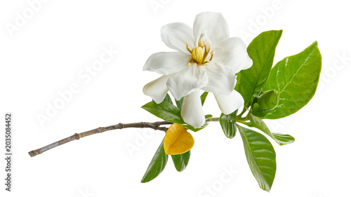 Фотография Cape Jasmine Flowers with Green Leaves Isolated on transparent Background – Gard