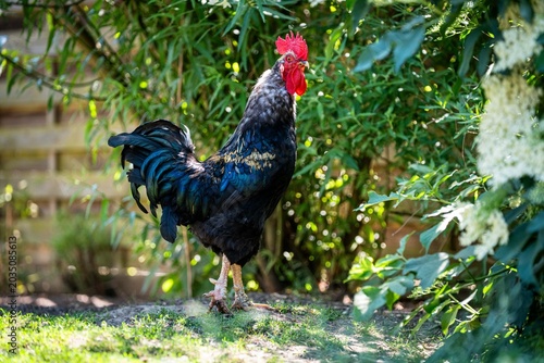 Obraz na płótnie Ein blau silberner Hahn steht im Garten