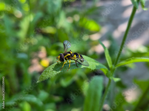Schilderij op canvas Hoverfly insect resembling a wasp on leaf close up