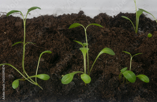 Young flower seedlings growing in rich organic soil container close up