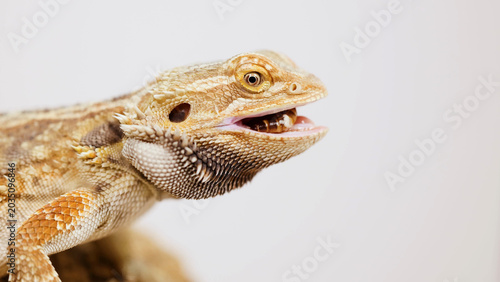 Photos Close-Up of a Bearded Dragon Eating a Mealworm Against White Background