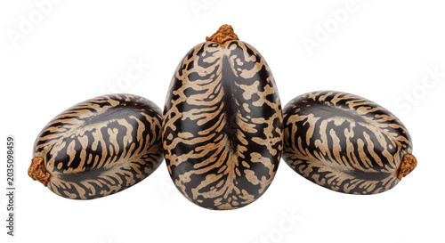 Three oval castor oil seeds with mottled brown and cream patterns arranged horizontally against a solid black background